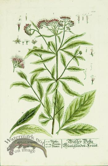 Blackwell German 162